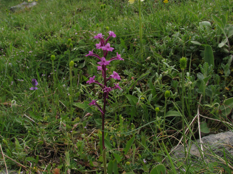 Orchis quadr_2012_gir-02.jpg