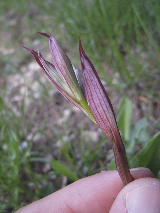 serapias_02.jpg