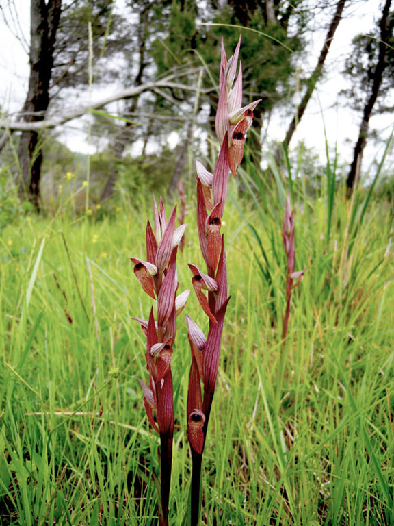 Serapias vomeracea_20120523_Ceras-0giros.jpg