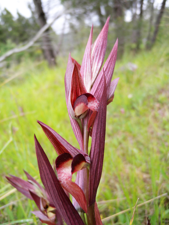 Serapias vomeracea_20120523_Ceras-04giros.jpg