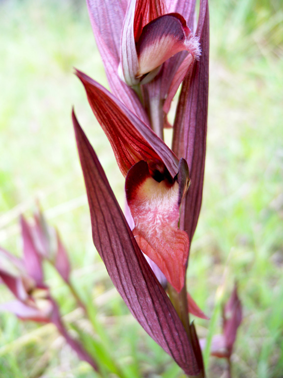 Serapias vomeracea_20120523_Ceras-02giros.jpg