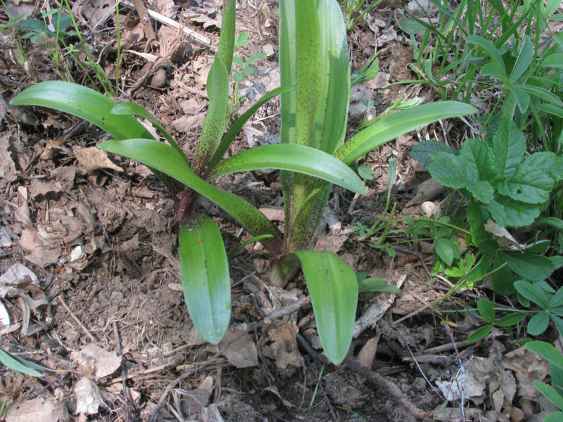 Orchis mascula_201104_monfenera-01.jpg