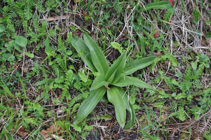 Orchis mascula ssp_SAngel-0.jpg