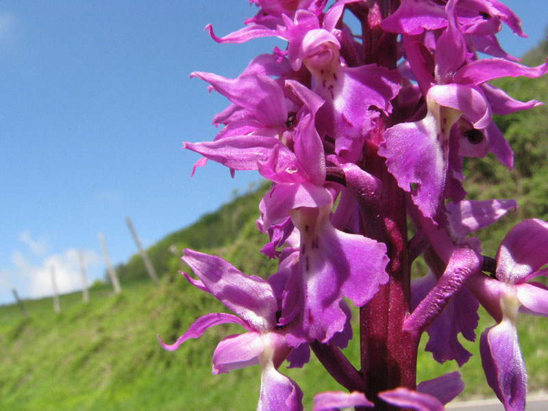 orchis mascula_sangel.jpg