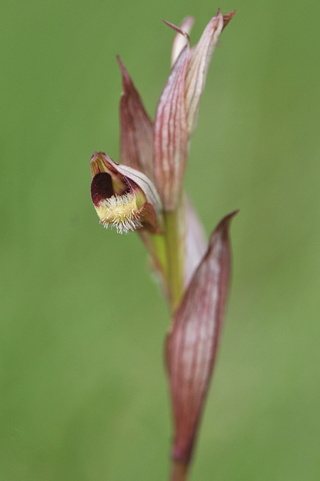 serapias_05.jpg