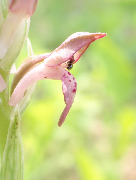 A. coriophora 3.JPG