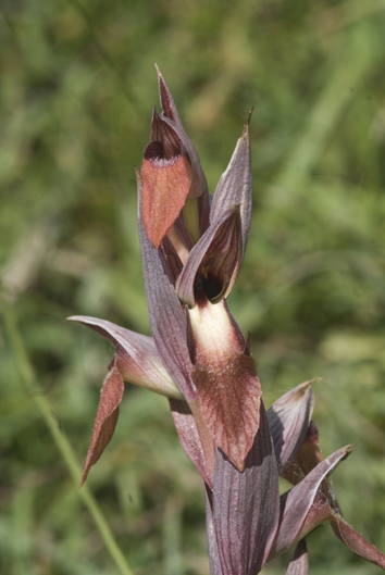 Serapias 6046.JPG