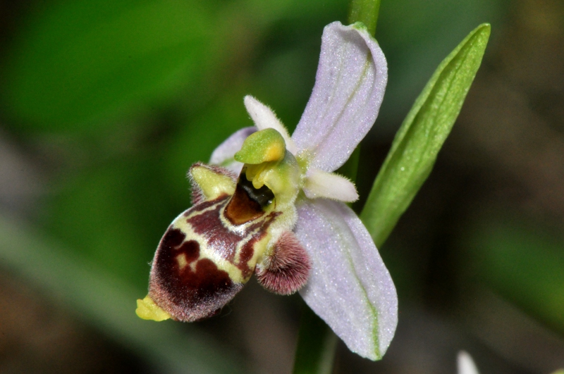 santonica 02-06-2011 104.JPG