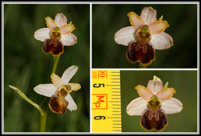 Ophrys.jpg