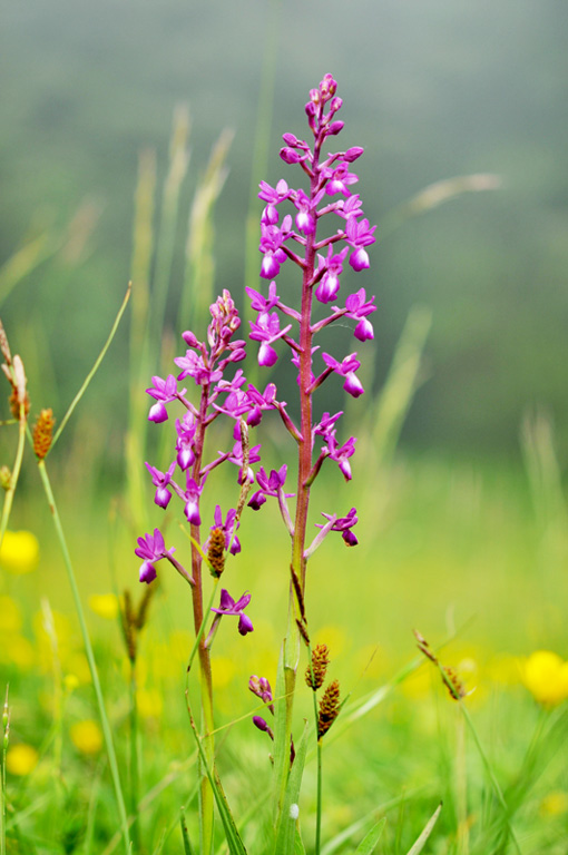anacamptis laxiflora_20120530-giros0.jpg