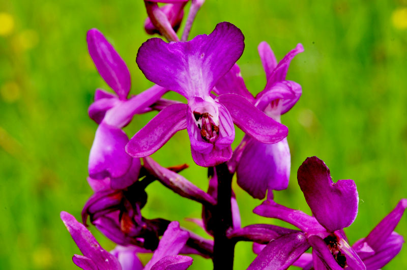 anacamptis laxiflora_20120530-anomalia.jpg