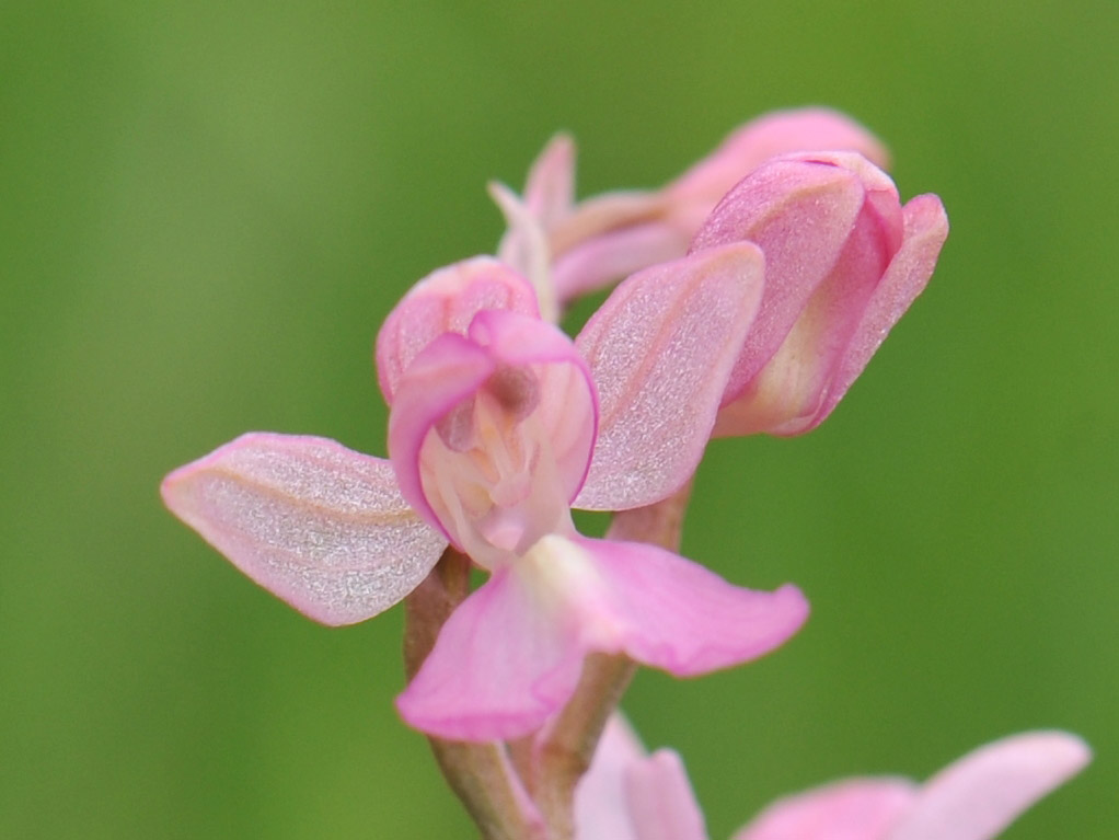 anacamptis laxiflora_20120530_ipo-giros03.jpg