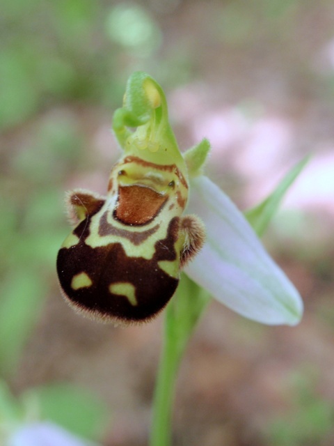 Op. apifera 1.JPG