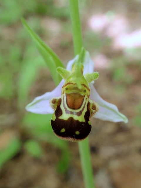 Op. apifera 2.JPG