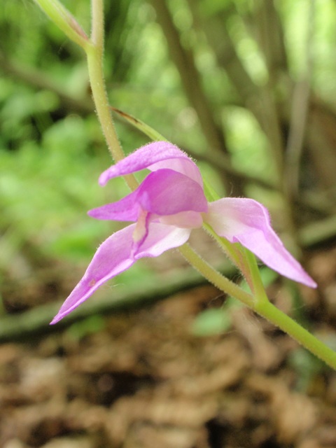 C. rubra 1.JPG