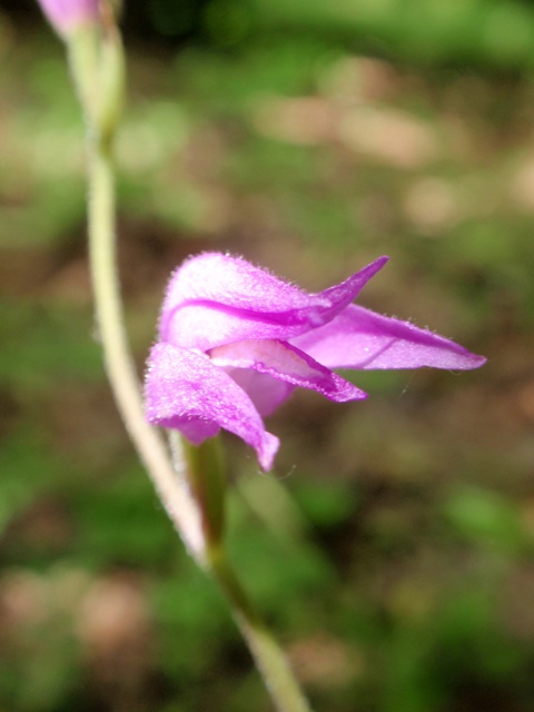 C. rubra 3.JPG