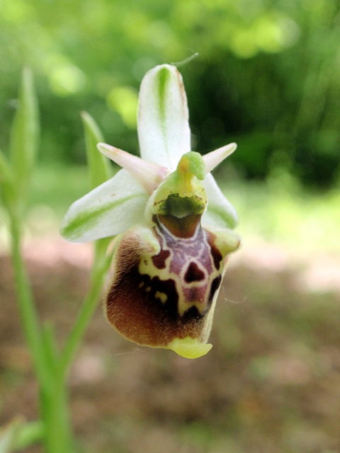 O. fuciflora 2.JPG