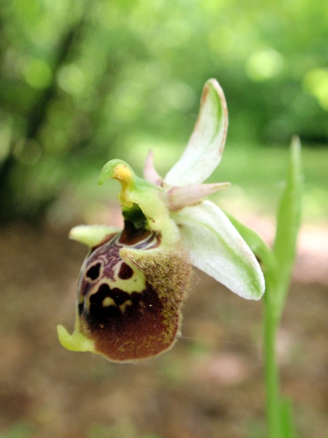 O. fuciflora 3.JPG