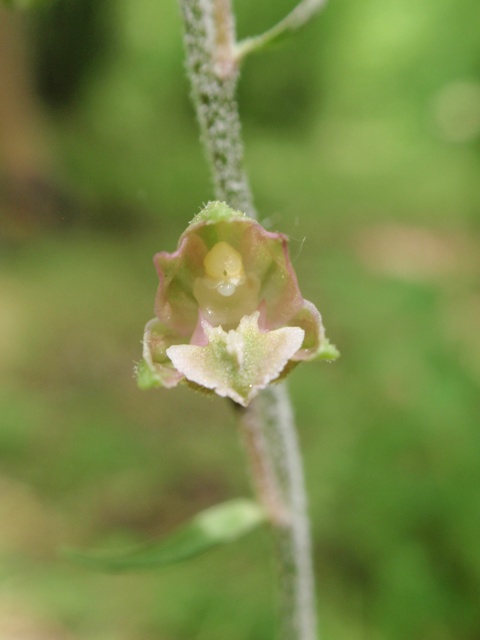 E. microphylla 1.JPG