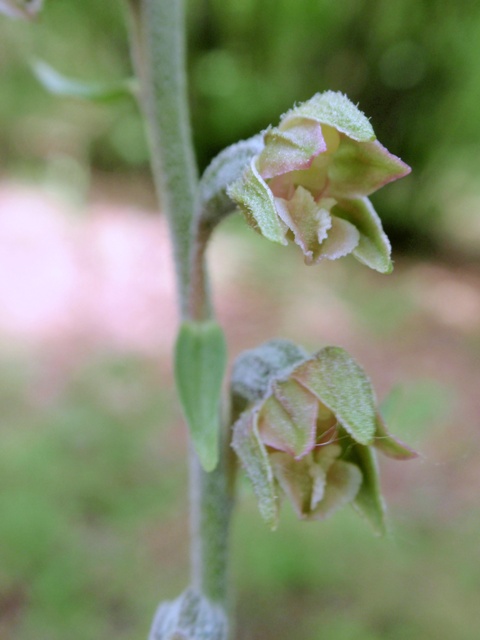 E. microphylla 2.JPG