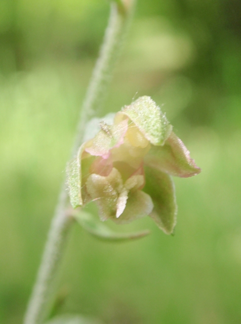 E. microphylla 3.JPG