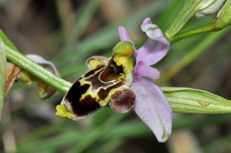 santonica 02-06-2011 106.JPG