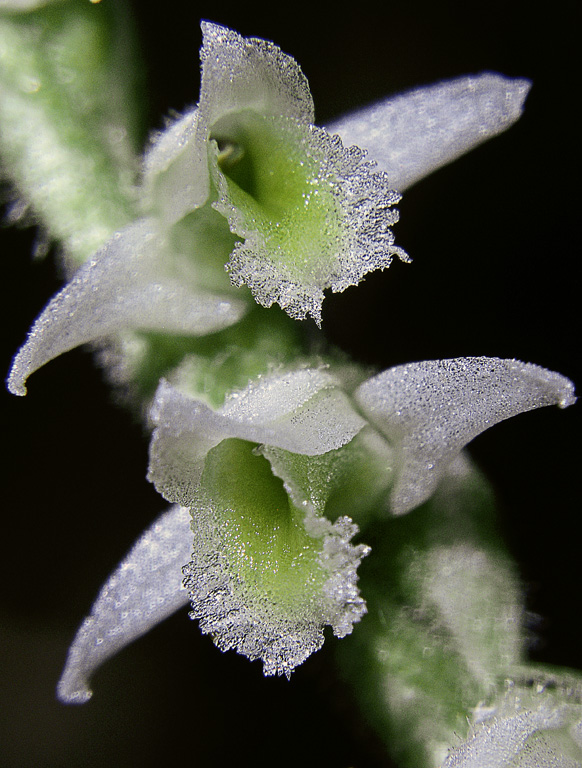 Spiranthes spiralis.jpg