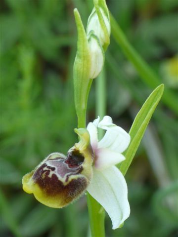 Oph. tetra. Amatrice (RI) .JPG