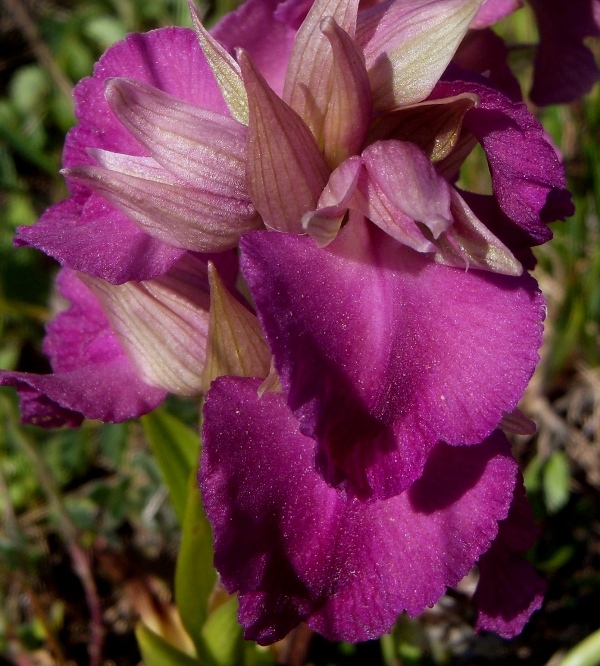 x Serapicamptis bevilacquae (1).jpg