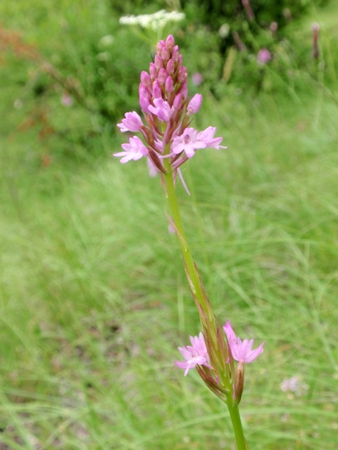 A. pyramidalis lusus 1.JPG