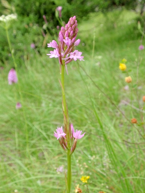 A. pyramidalis lusus 2.JPG