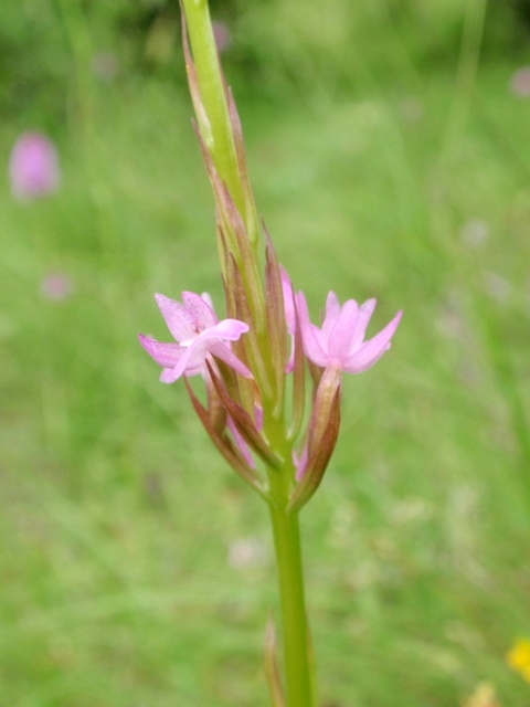 A. pyramidalis lusus 3.JPG