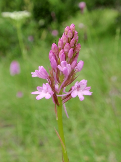 A. pyramidalis lusus 4.JPG