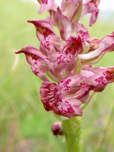 A. coriophora lusus 1.JPG