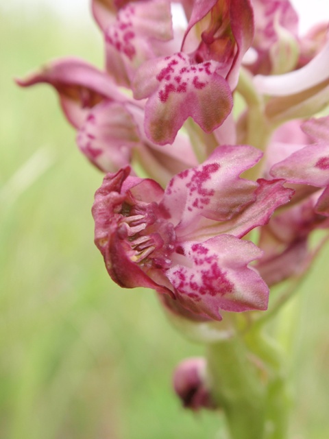 A. coriophora lusus 2.JPG