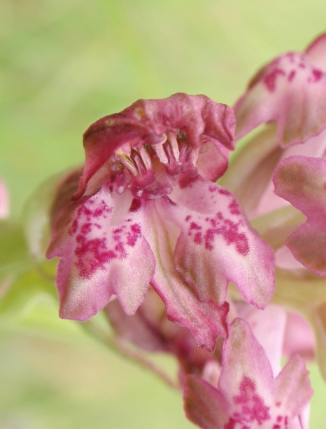 A. coriophora lusus 3.JPG