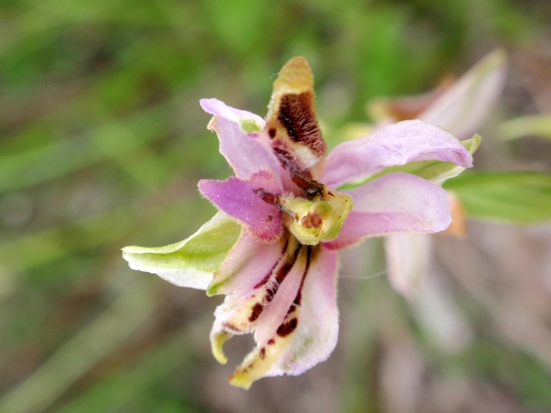 Lusus Ophrys fuciflora.JPG