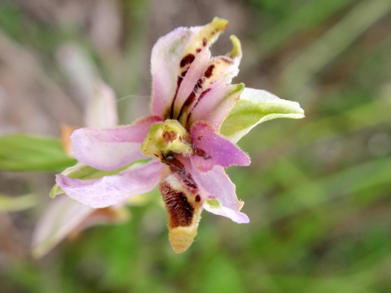 Lusus Ophrys fuciflora 2.JPG