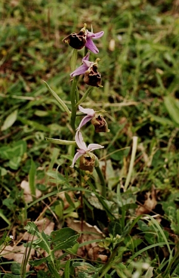 Ophrys argolica subsp. pollinensis 6022 - Copia.JPG