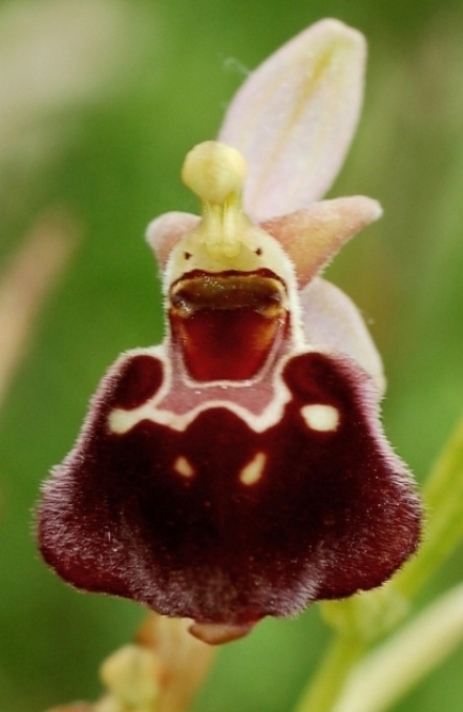 Ophrys argolica subsp. pollinensis 6034 - Copia.JPG