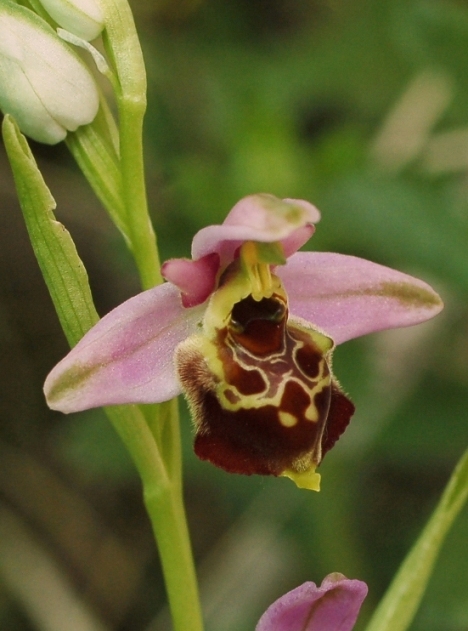 Ophrys holosericea subsp. gracilis 5892 - Copia.JPG