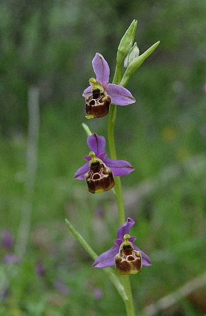 Ophrys holosericea subsp. gracilis 0011.JPG