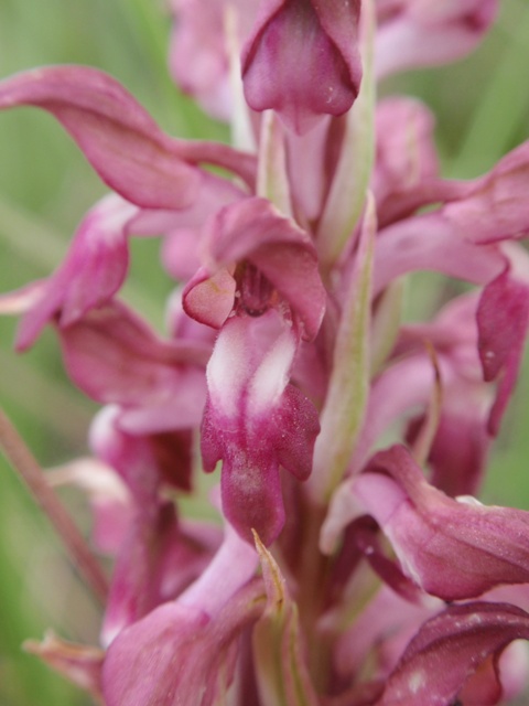 A. coriophora fragrans plicata 1.JPG