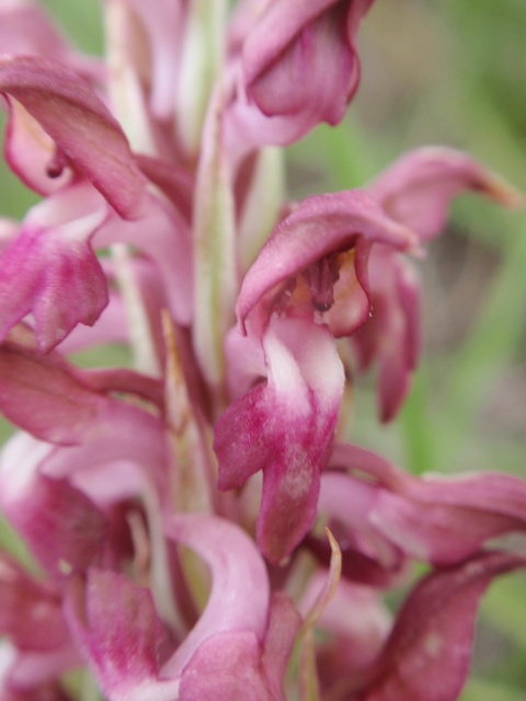 A. coriophora fragrans plicata 2.JPG