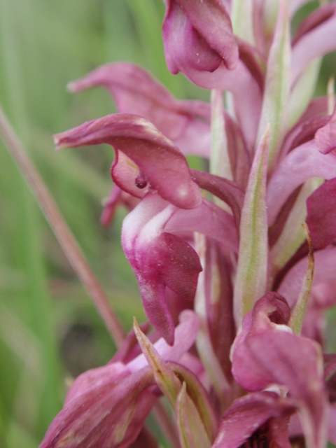 A. coriophora fragrans plicata 3.JPG