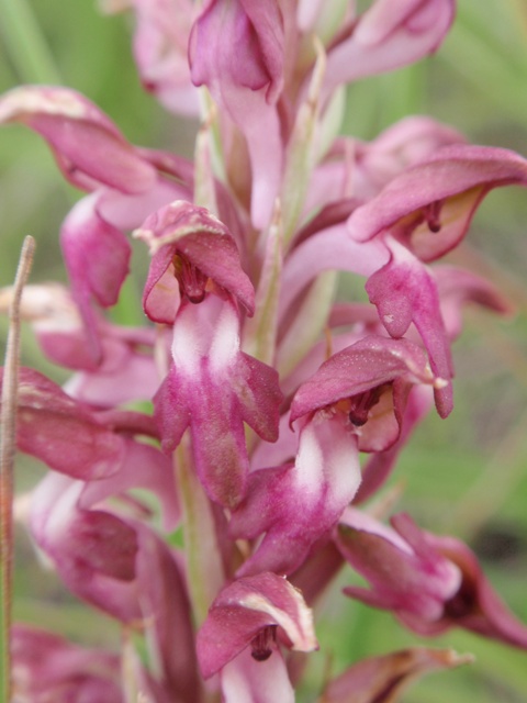 A. coriophora fragrans plicata 4.JPG