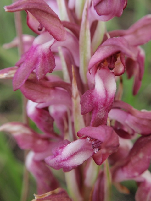 A. coriophora fragrans plicata 5.JPG