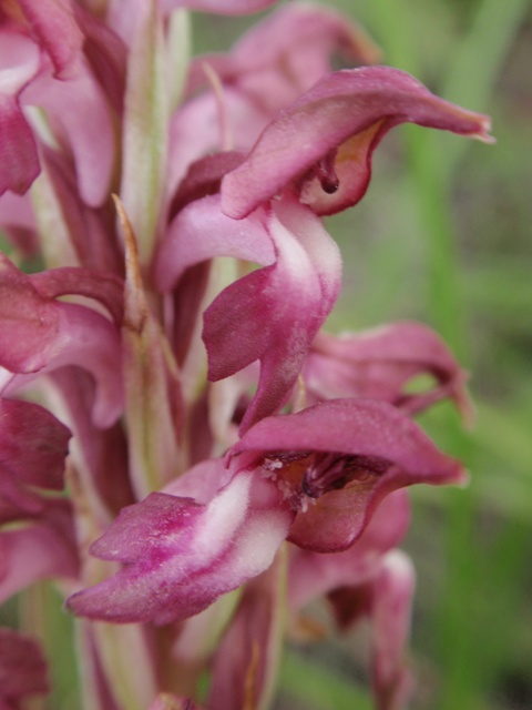 A. coriophora fragrans plicata 6.JPG