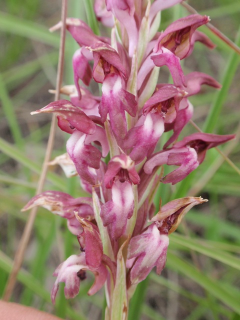 A. coriophora fragrans plicata 7.JPG