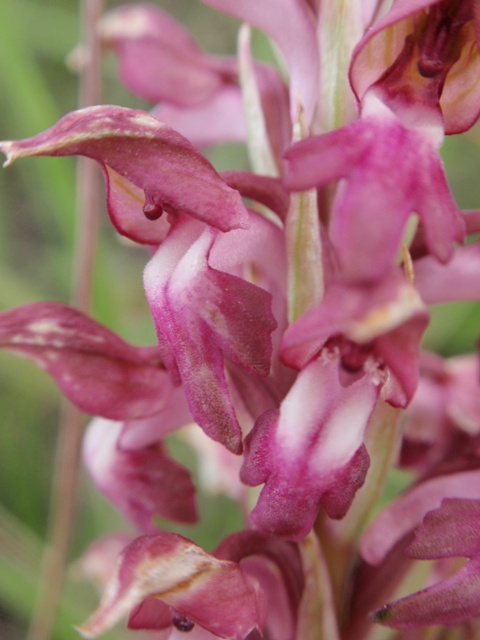 A. coriophora fragrans plicata 8.JPG